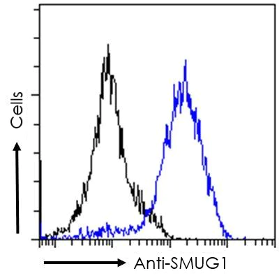 Flow Cytometry (Intracellular) - Anti-SMUG1 antibody (AB15716)