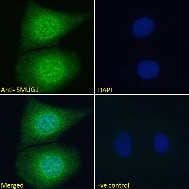 Immunocytochemistry - Anti-SMUG1 antibody (AB15716)