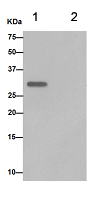 Immunoprecipitation - Anti-SMUG1 antibody [EPR15624] - BSA and Azide free (AB251114), expandable thumbnail