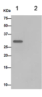 Immunoprecipitation - Anti-SMUG1 antibody [EPR15624] - BSA and Azide free (AB251114)