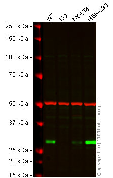 Western blot - Anti-SMUG1 antibody [EPR15624] - BSA and Azide free (AB251114), expandable thumbnail