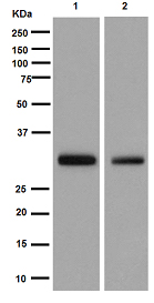 Western blot - Anti-SMUG1 antibody [EPR15624] - BSA and Azide free (AB251114), expandable thumbnail