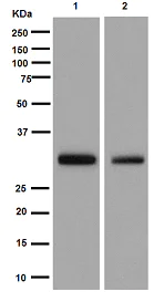 Western blot - Anti-SMUG1 antibody [EPR15624] - BSA and Azide free (AB251114)