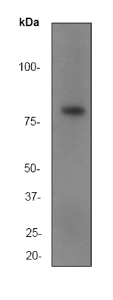 Western blot - Anti-SMURF 2 antibody [EP629Y3] (AB53316)