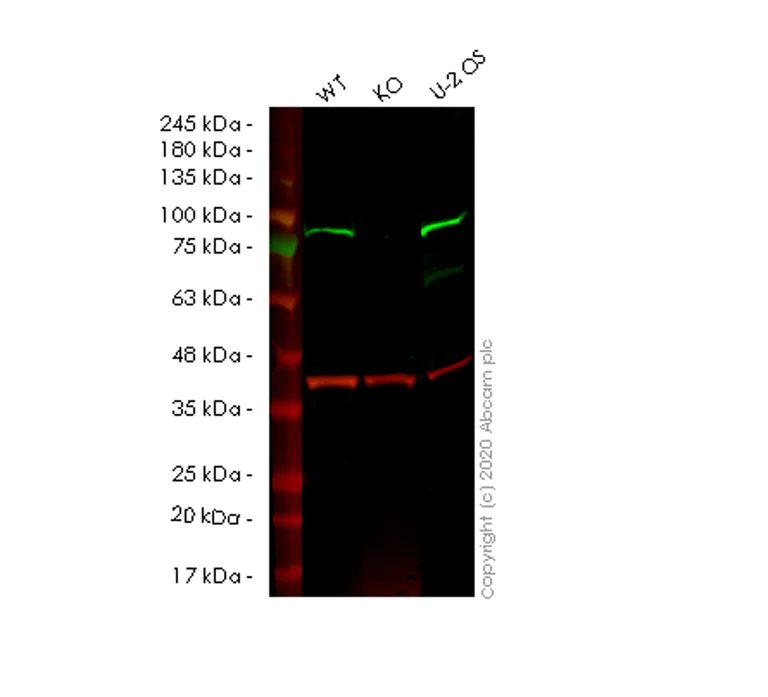 Western blot - Anti-SMURF 2 antibody [EP629Y3] - BSA and Azide free (AB239855)