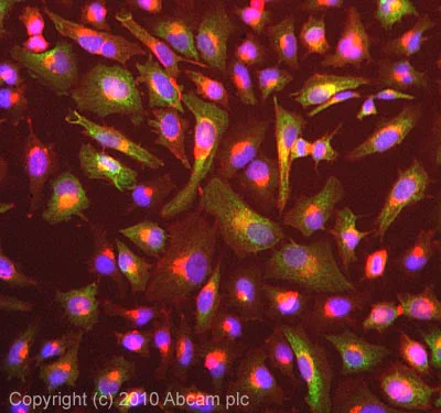 Immunocytochemistry/ Immunofluorescence - Anti-SMURF1 antibody [1D7] (AB57573)