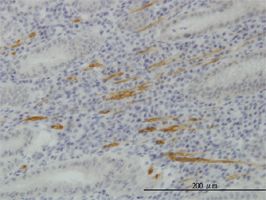 Immunohistochemistry (Formalin/PFA-fixed paraffin-embedded sections) - Anti-SMURF1 antibody [1D7] (AB57573)