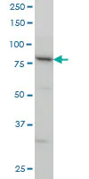 Western blot - Anti-SMURF1 antibody [1D7] (AB57573)