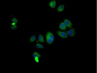 Immunocytochemistry/ Immunofluorescence - Anti-SMURF1 antibody (AB236081)