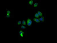 Immunocytochemistry/ Immunofluorescence - Anti-SMURF1 antibody (AB236081)