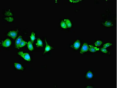 Immunocytochemistry/ Immunofluorescence - Anti-SMURF1 antibody (AB236081)