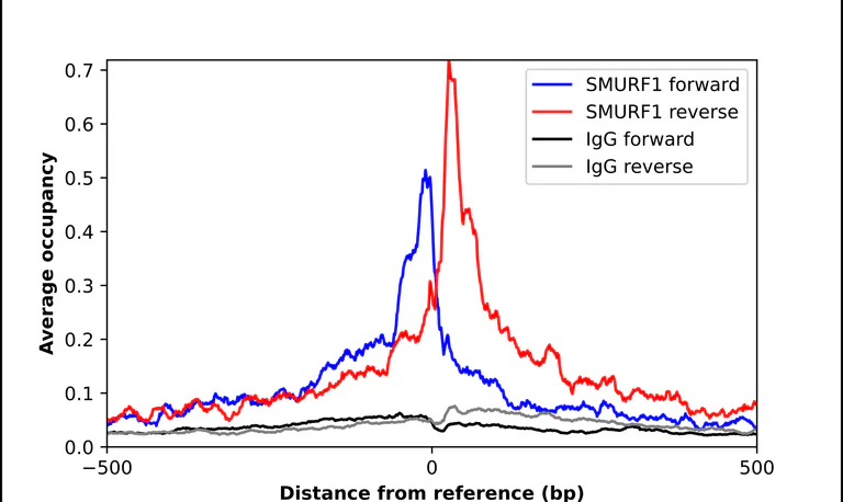 ChIP - Anti-SMURF1 Antibody (AB327198)