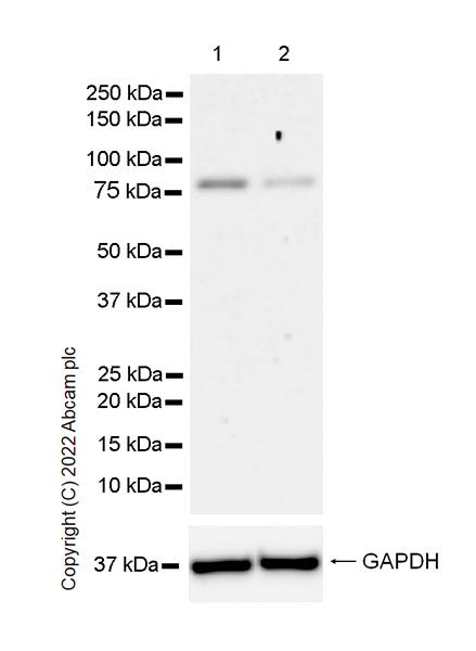 Western blot - Anti-SMURF1 antibody [EPR25111-116] (AB300408), expandable thumbnail