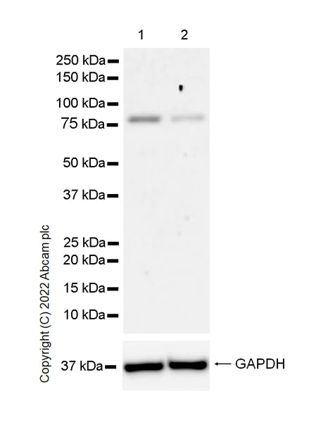 Western blot - Anti-SMURF1 antibody [EPR25111-116] - BSA and Azide free (AB300420)