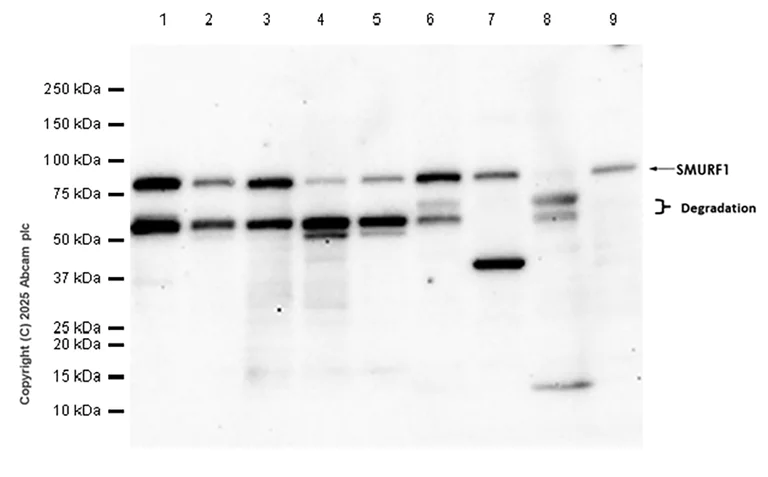 Western blot - Anti-SMURF1 antibody [EPR25111-116] - BSA and Azide free (AB300420)