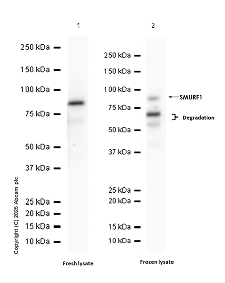 Western blot - Anti-SMURF1 antibody [EPR25111-116] - BSA and Azide free (AB300420)