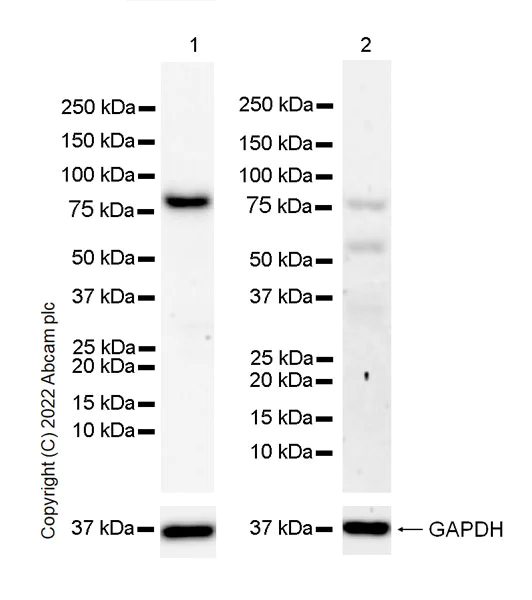 Western blot - Anti-SMURF1 antibody [EPR25111-116] - BSA and Azide free (AB300420)