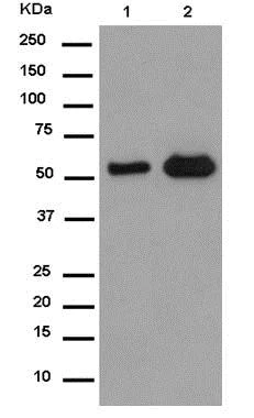 Western blot - Anti-SMYD1 antibody [EPR13573] (AB185969)