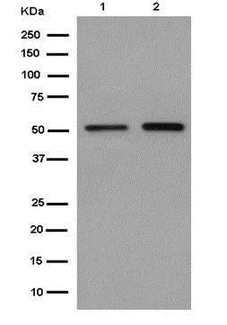 Western blot - Anti-SMYD1 antibody [EPR13573] (AB185969)