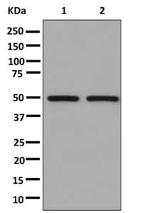 Western blot - Anti-SMYD1 antibody [EPR13574(B)-30] - BSA and Azide free (AB250496)