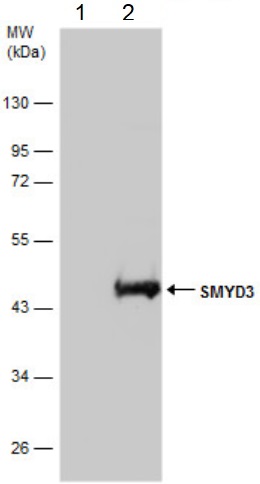 Immunoprecipitation - Anti-SMYD3 antibody (AB155018), expandable thumbnail