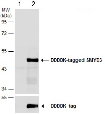 Western blot - Anti-SMYD3 antibody (ab155018), expandable thumbnail