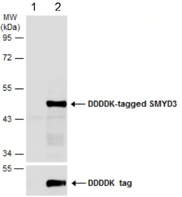 Western blot - Anti-SMYD3 antibody (AB155018)