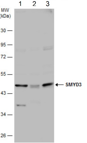 Western blot - Anti-SMYD3 antibody (AB155018), expandable thumbnail