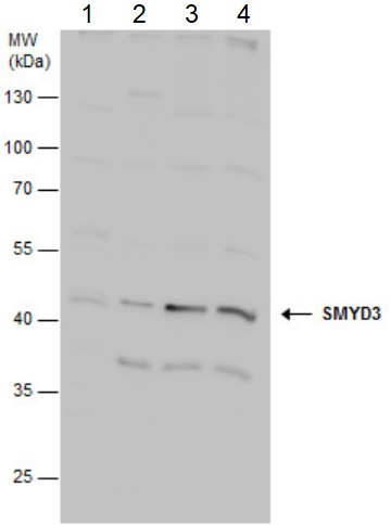 Western blot - Anti-SMYD3 antibody (AB155018), expandable thumbnail