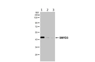 Western blot - Anti-SMYD3 antibody (AB155018)