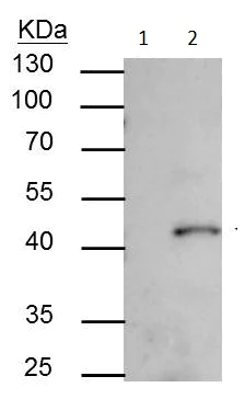 Immunoprecipitation - Anti-SMYD3 antibody (AB228015)