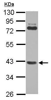 Western blot - Anti-SMYD3 antibody (AB228015)