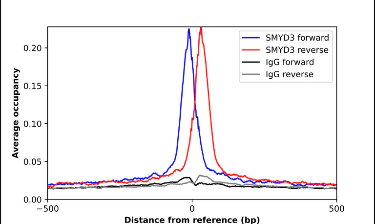 ChIP - Anti-SMYD3 Antibody (AB327239)