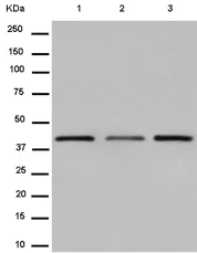 Western blot - Anti-SMYD3 antibody [EPR11106(2)] - BSA and Azide free (AB250657)