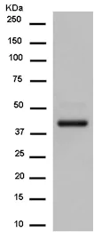 Western blot - Anti-SMYD3 antibody [EPR11106(2)] - BSA and Azide free (AB250657)