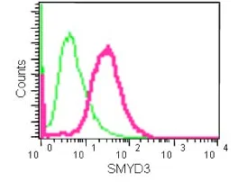 Flow Cytometry (Intracellular) - Anti-SMYD3 antibody [EPR11106(2)] - N-terminal (AB183498)