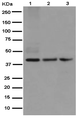 Western blot - Anti-SMYD3 antibody [EPR11107(2)] (AB187149)