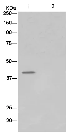 Immunoprecipitation - Anti-SMYD3 antibody [EPR11107(2)] - BSA and Azide free (AB232626)