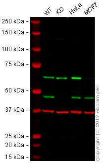 Western blot - Anti-SMYD3 antibody [EPR11107(2)] - BSA and Azide free (AB232626)