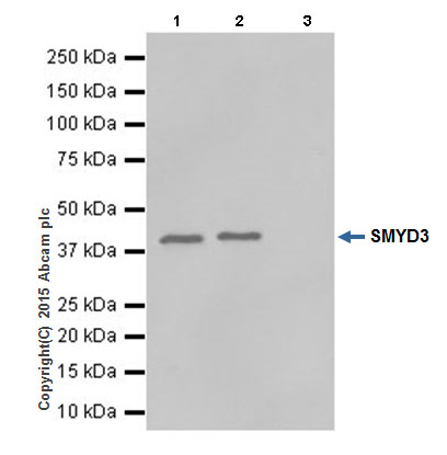 Immunoprecipitation - Anti-SMYD3 antibody [EPR19311] (AB199361)