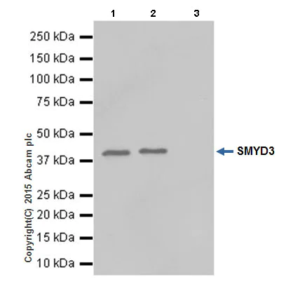 Immunoprecipitation - Anti-SMYD3 antibody [EPR19311] (AB199361)