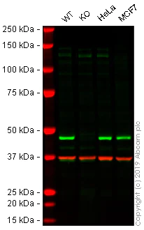 Western blot - Anti-SMYD3 antibody [EPR19311] (AB199361)