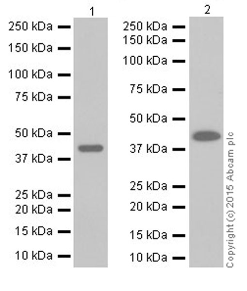 Western blot - Anti-SMYD3 antibody [EPR19311] (AB199361)