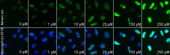 Immunocytochemistry/ Immunofluorescence - SN 38, DNA topoisomerase I inhibitor (AB141108)
