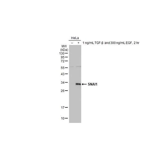 Western blot - Anti-SNAI1 antibody [HL2303] (AB317193)