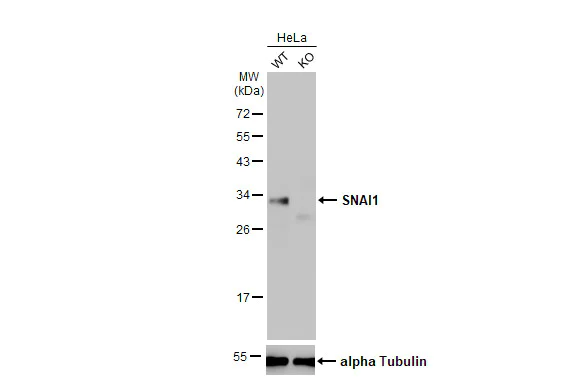 Western blot - Anti-SNAI1 antibody [HL2303] (AB317193)
