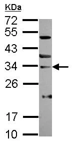 Western blot - Anti-SNAI3 antibody (AB154408)