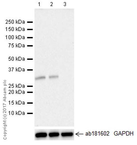 Western blot - Anti-SNAIL antibody [EPR21043] (AB216347), expandable thumbnail