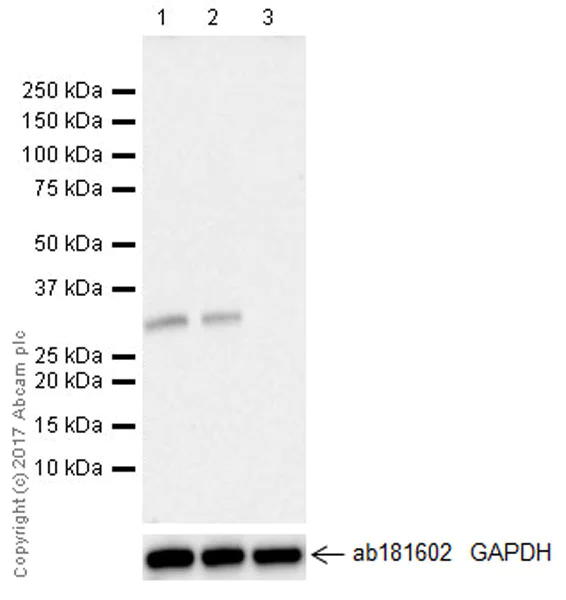 Western blot - Anti-SNAIL antibody [EPR21043] (AB216347)