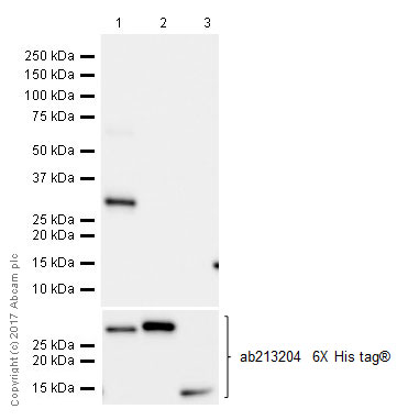Western blot - Anti-SNAIL antibody [EPR21043] (AB216347), expandable thumbnail